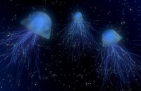 Jellyfishes